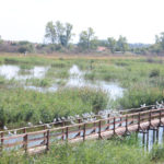 PO01_1
